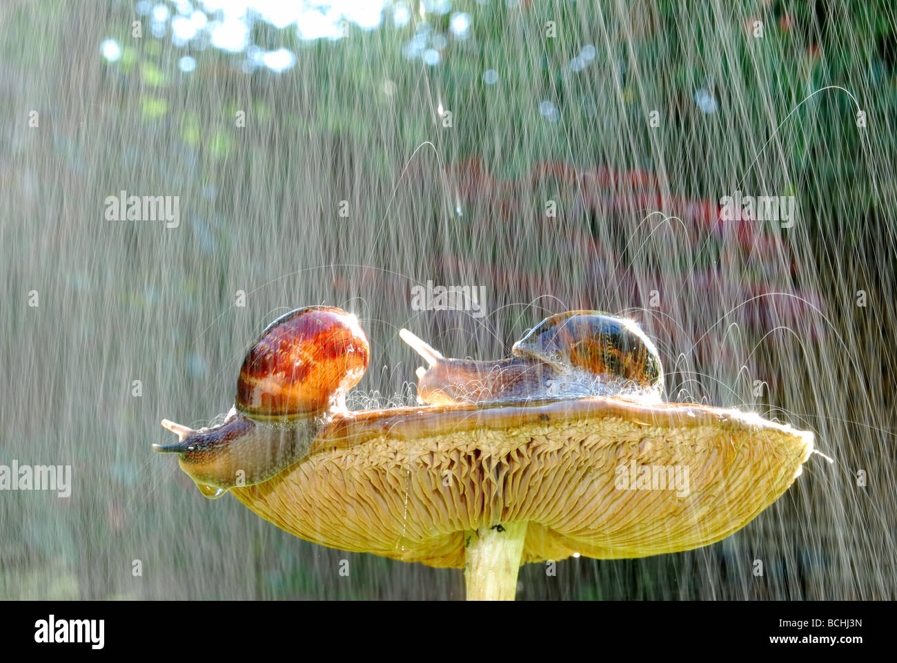 Snails on a rainy day Stock Photo Alamy