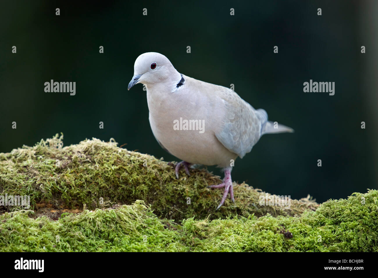 collared dove Steptopelia decaocto on log Stock Photo