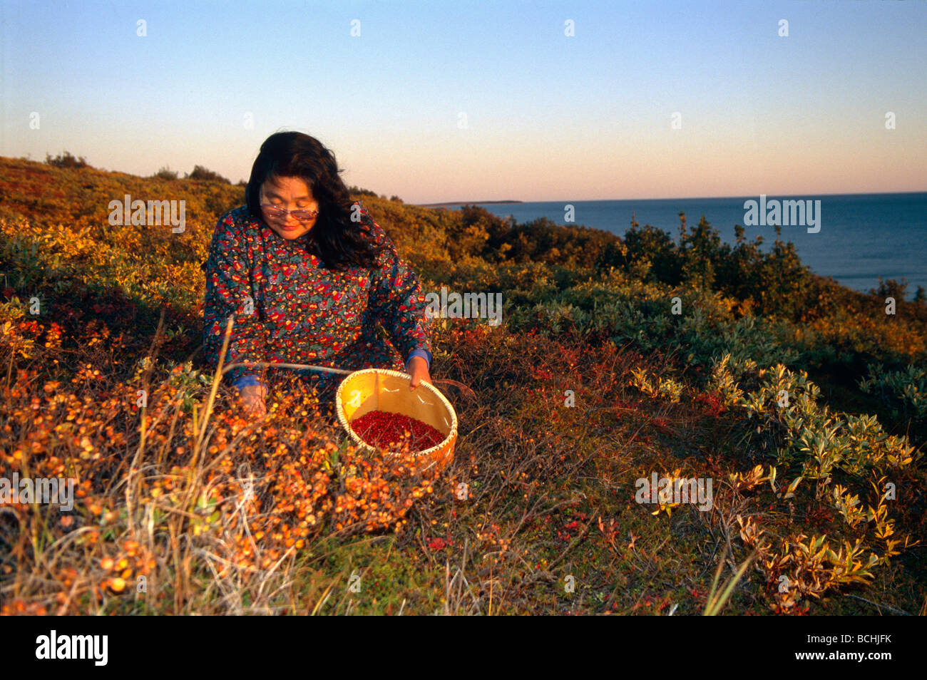 Berry picking alaska hires stock photography and images Alamy