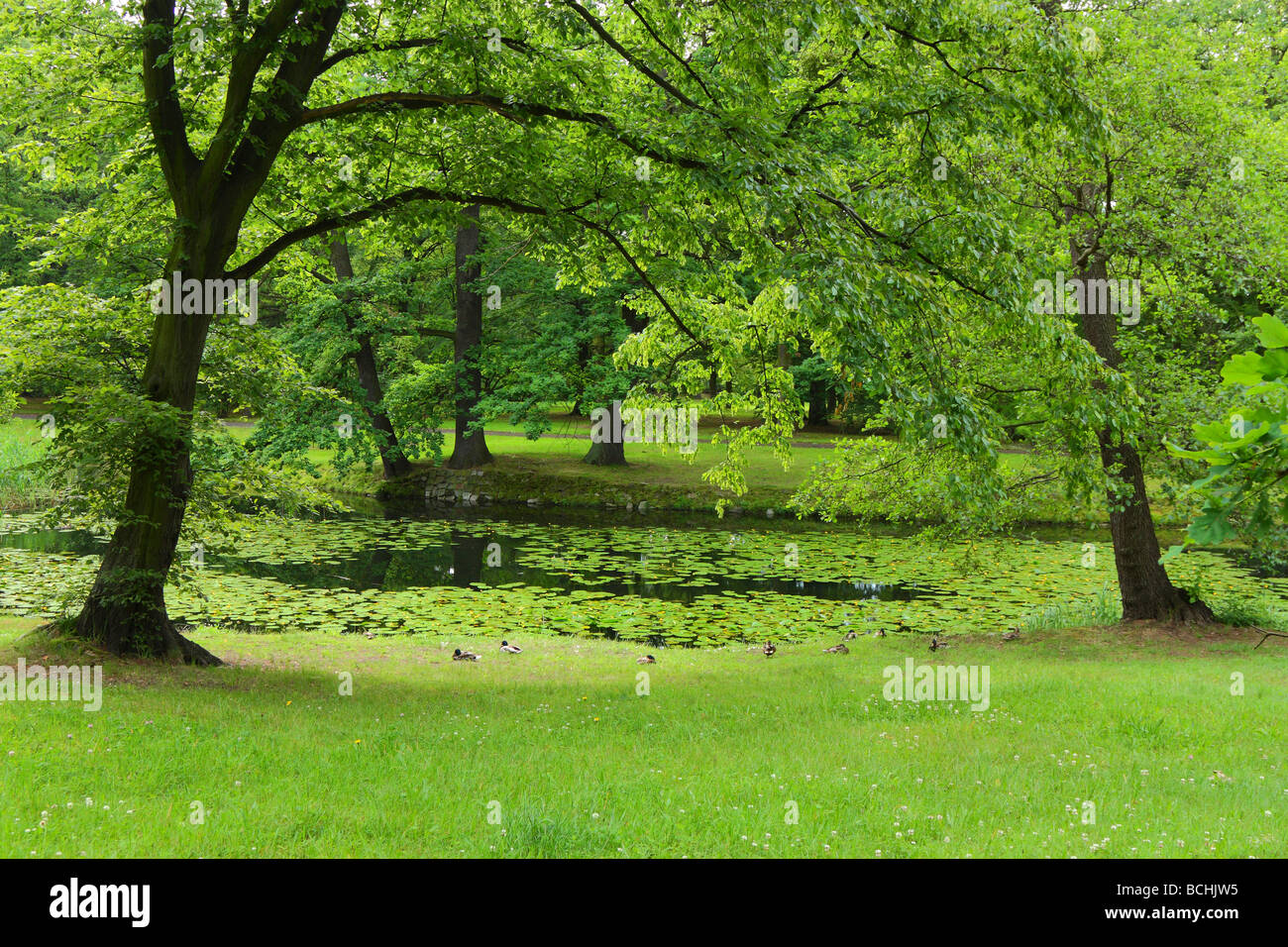 Quiet green pond Stock Photo
