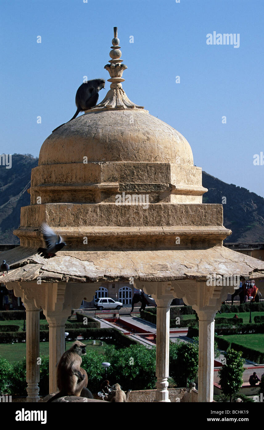 Monkey amber fort jaipur hi-res stock photography and images - Alamy