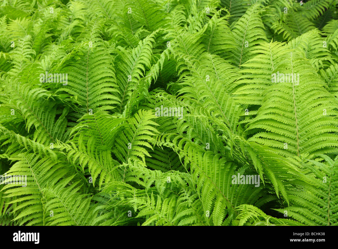 Fern leaves hi-res stock photography and images - Alamy
