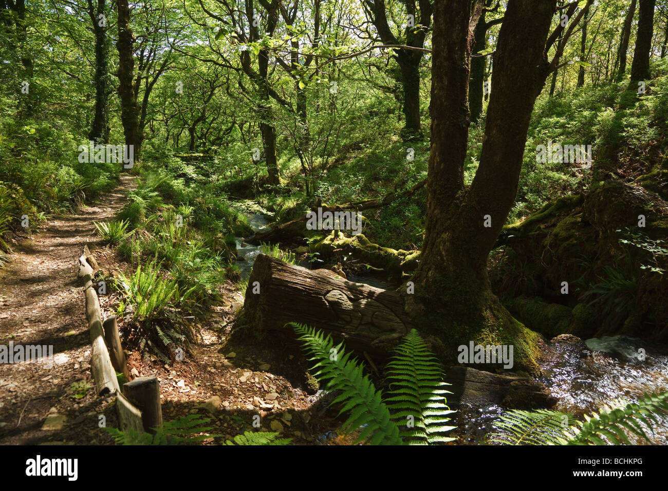 Coed Llyn Mair nature reserve, Tan-y-Bwlch, near Blaenau Ffestiniog, Gwynedd, Wales Stock Photo