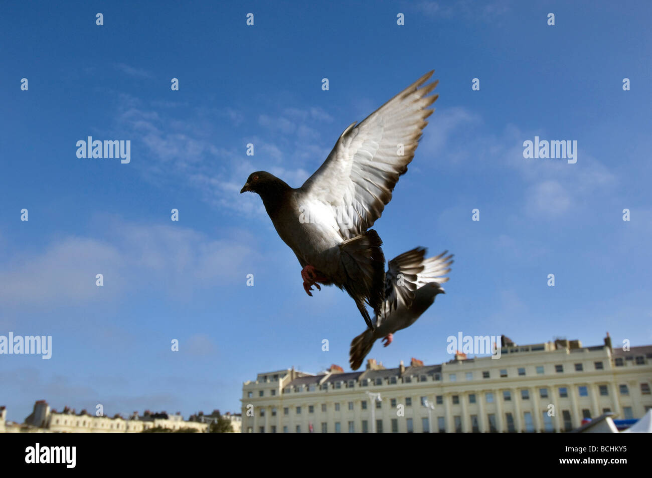 A pair of Pigeons fly along Hove seaside Promenade past Brunswick Terrace Stock Photo