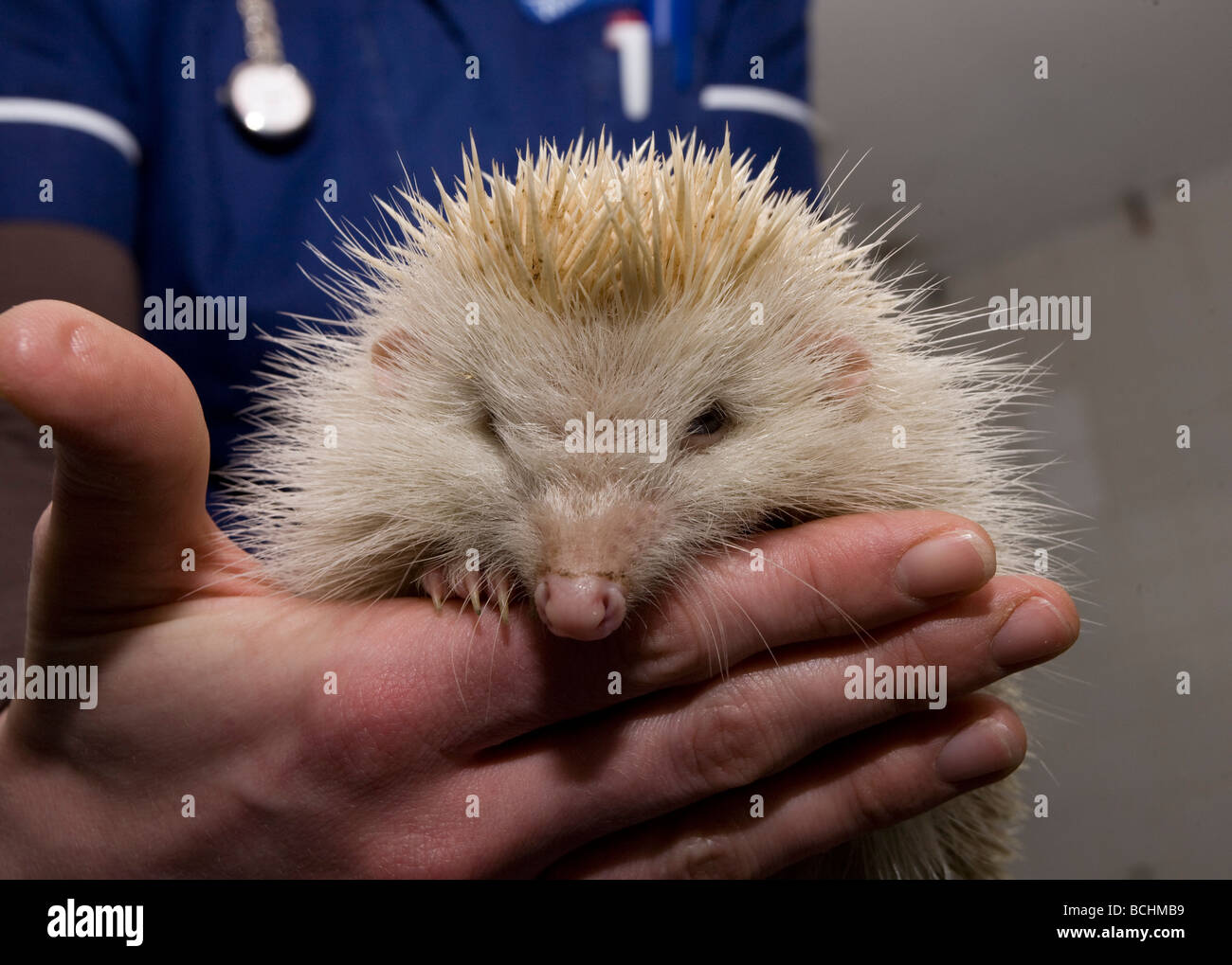 Albino Hedgehog, Erinaceus europaeus, in hand Stock Photo