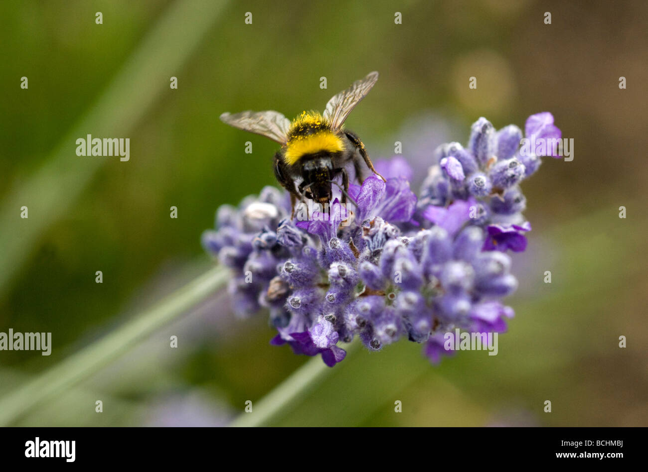 A Bumble Bee collects pollen from a Lavender flower in a garden in Sussex UK Stock Photo