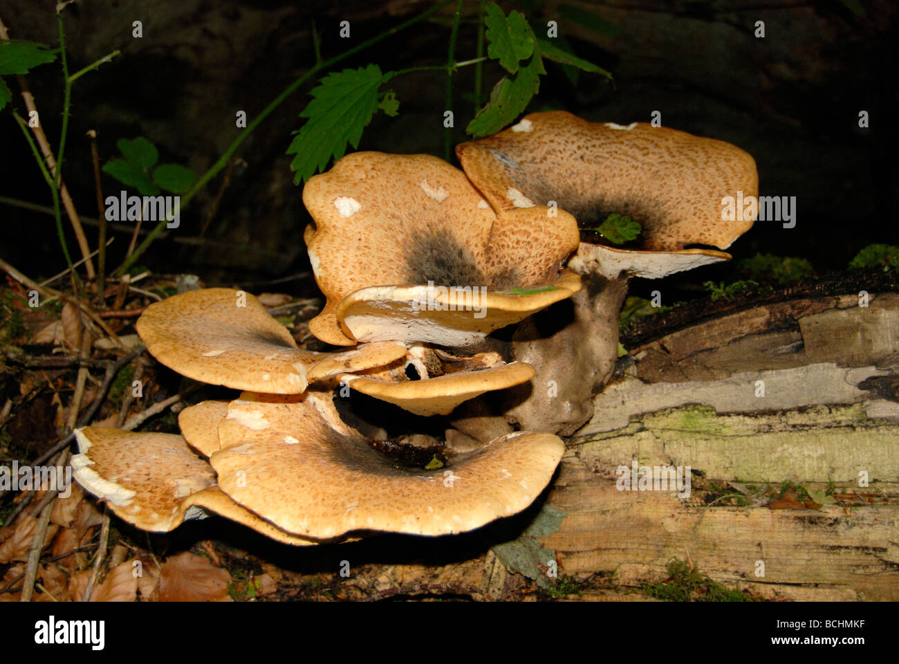 Large fungi growing out of an old tree trunk Stock Photo