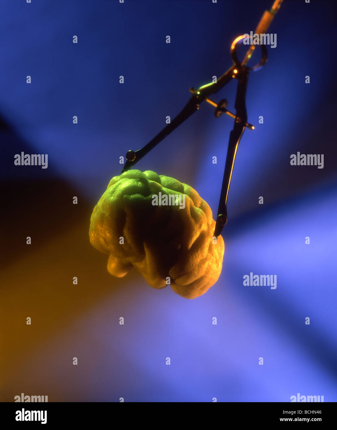 Size of the brain hires stock photography and images Alamy