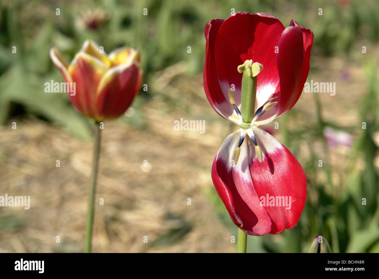 Open Tulip in Tulip field Stock Photo