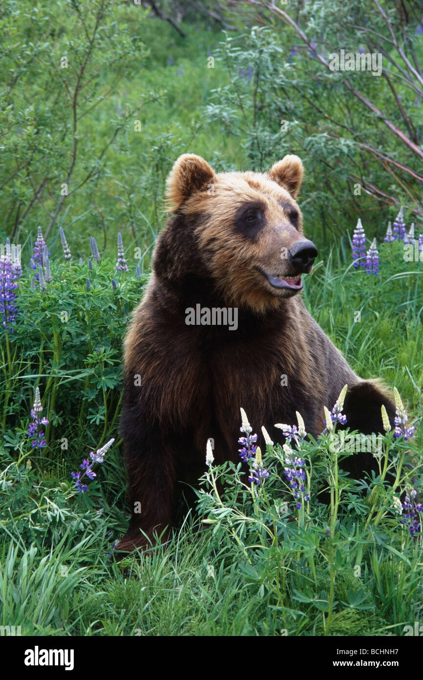 Brown Bear stands amongst Lupine wildflowers at the Alaska Wildlife Conservation Center, in Southcentral Alaska CAPTIVE Stock Photo