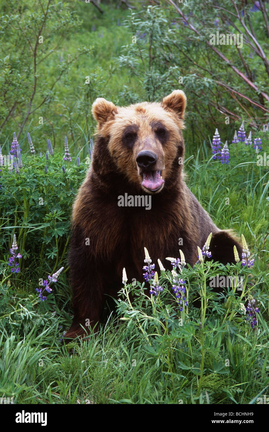 Brown Bear stands amongst Lupine wildflowers at the Alaska Wildlife Conservation Center, in Southcentral Alaska CAPTIVE Stock Photo
