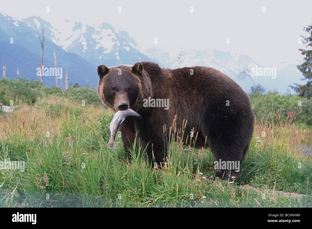 CAPTIVE: Brown Bear stands with a salmon in its mouth at the Alaska Wildlife Conservation Center, Alaska Stock Photo