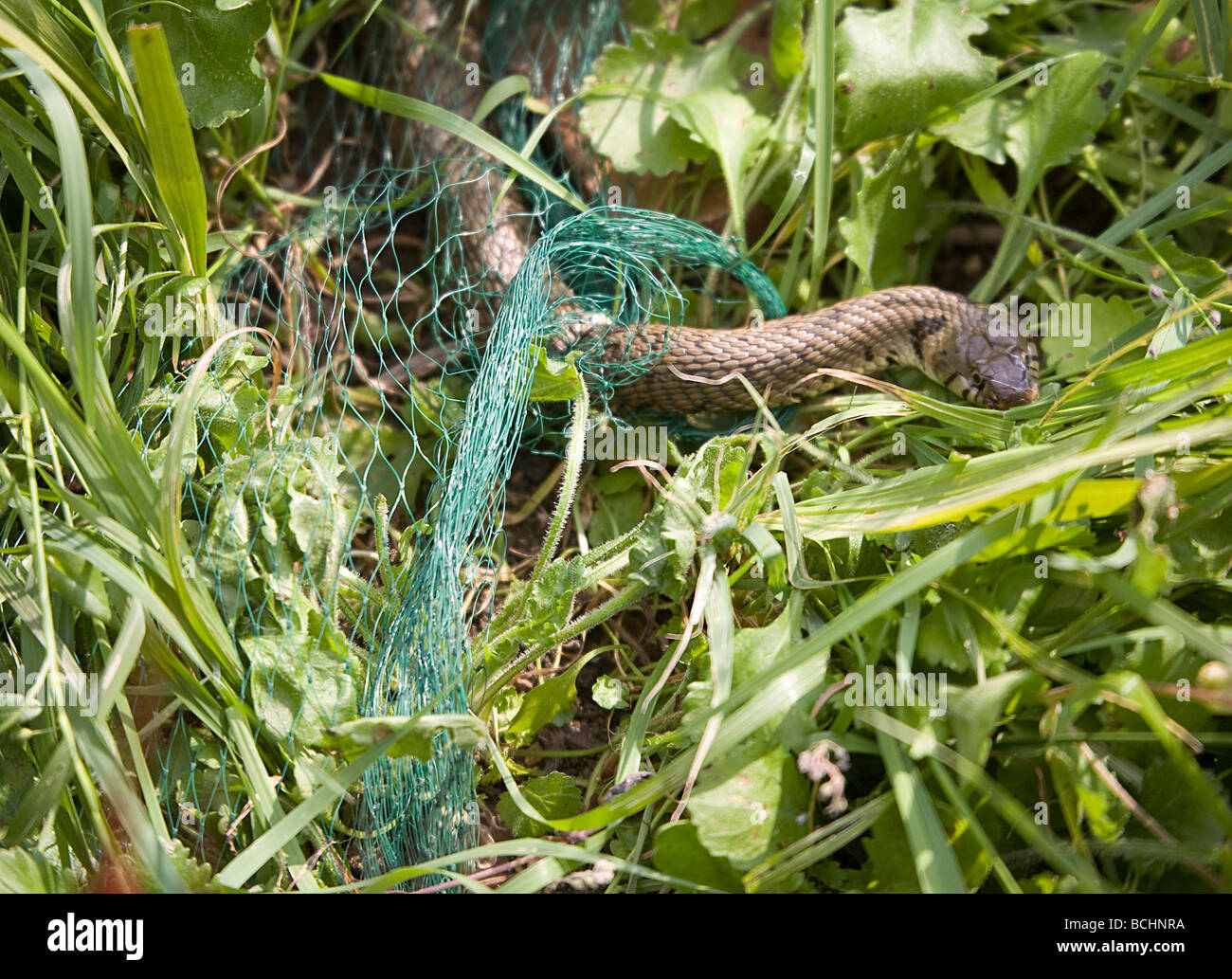 Grass snake, Natrix natris, caught in netting Stock Photo