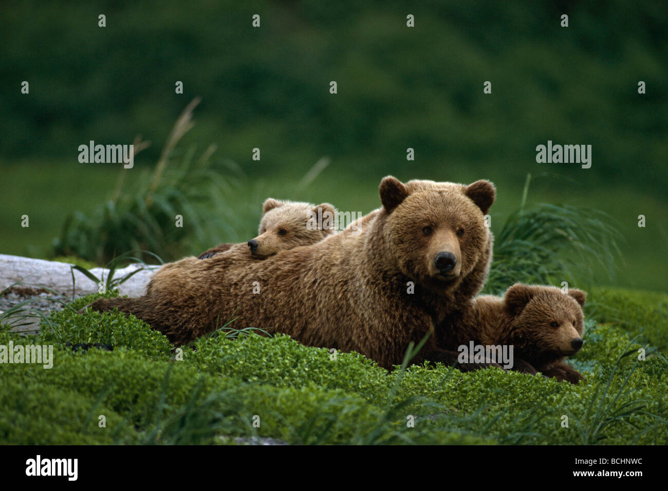 Grizzly bear mother and cubs lay in field Southwest AK/nsummer Stock ...