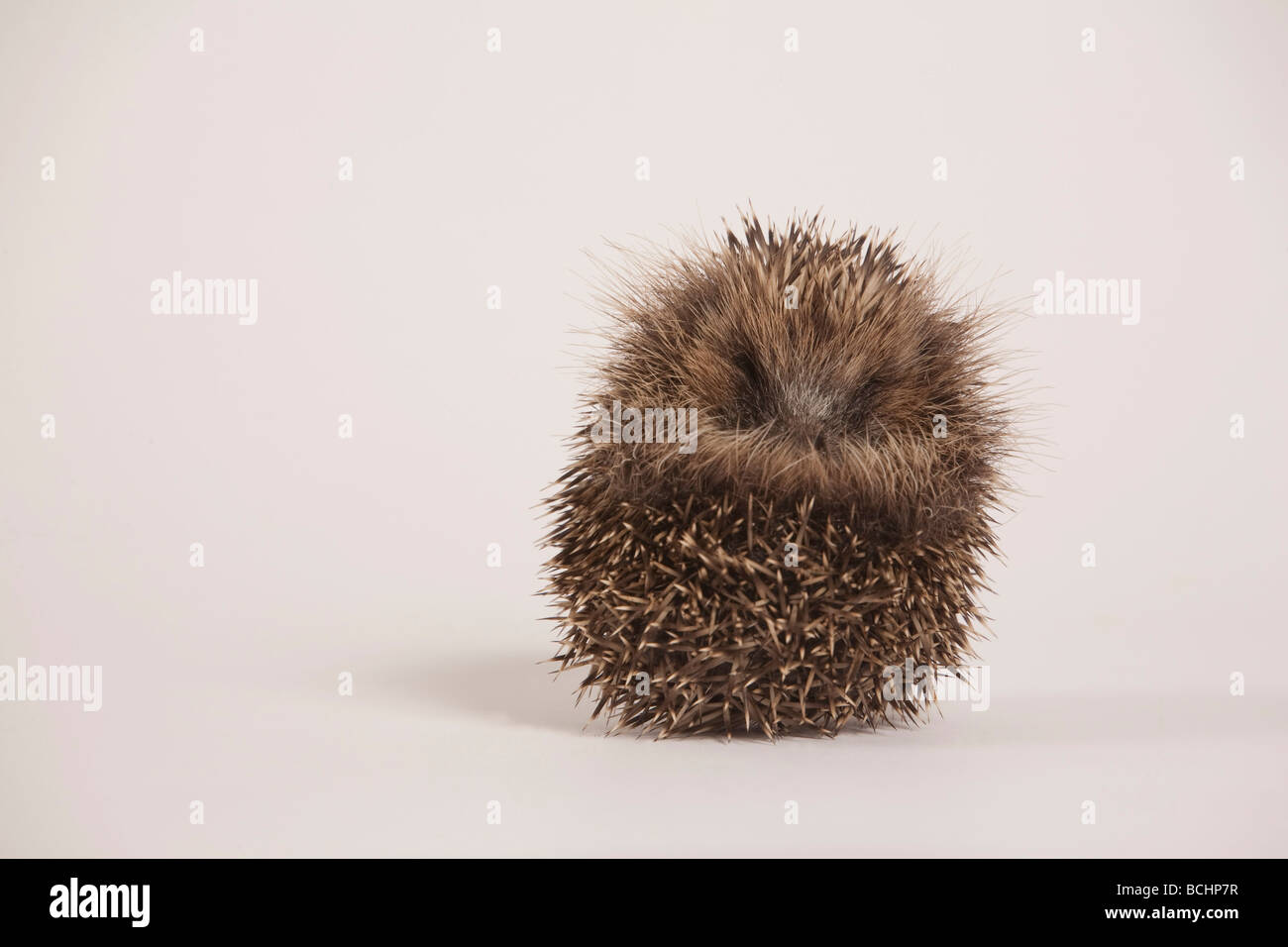 Hedgehog, Erinaceus europaeus, rolled in ball Stock Photo