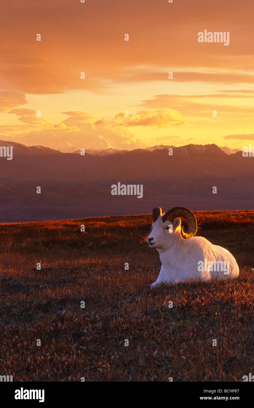 Ram Dall Sheep at Sunset in Front of Mckinley Denali NP Stock Photo