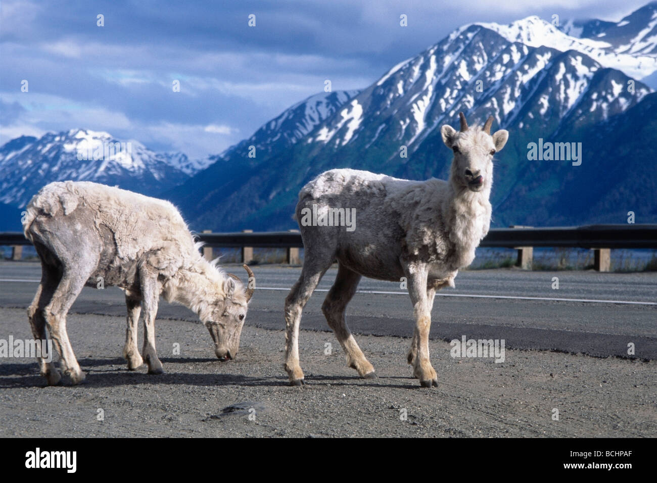 Two Dall sheep stand at the roadside of Seward Highway along Turnagain Arm during early Summer in Southcentral Alaska. Stock Photo