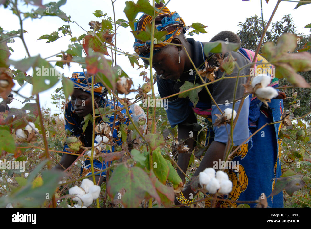 MALI , women farmer harvest organic and fair trade cotton Stock Photo