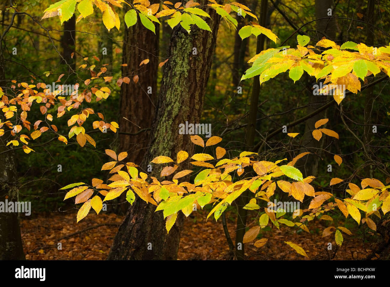 Sweet Chestnut leaves in autumn Rishbeth Wood Thetford Forest Stock Photo