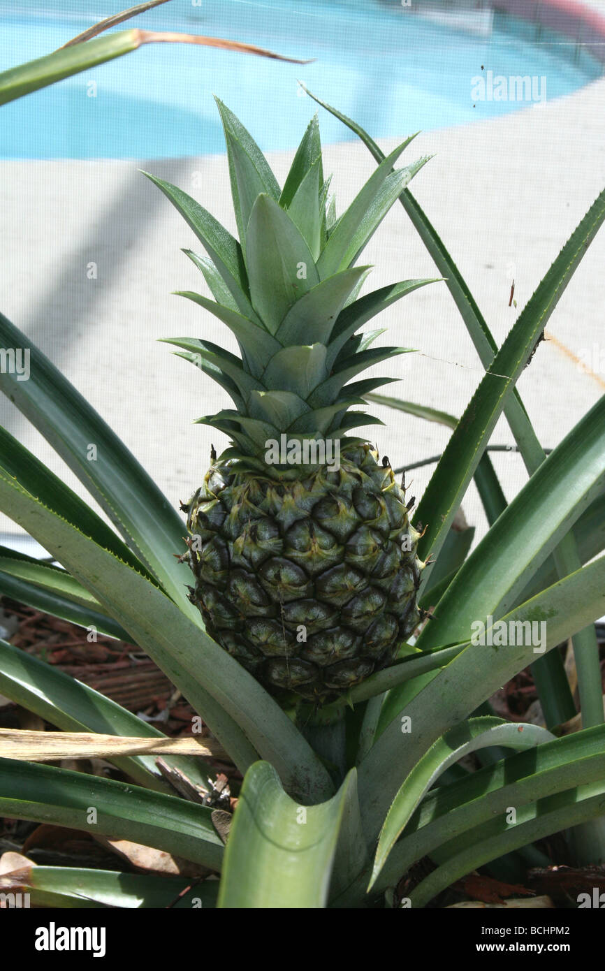 Close up of small pineapple plant, Florida. Bromeliaceae family. Stock Photo