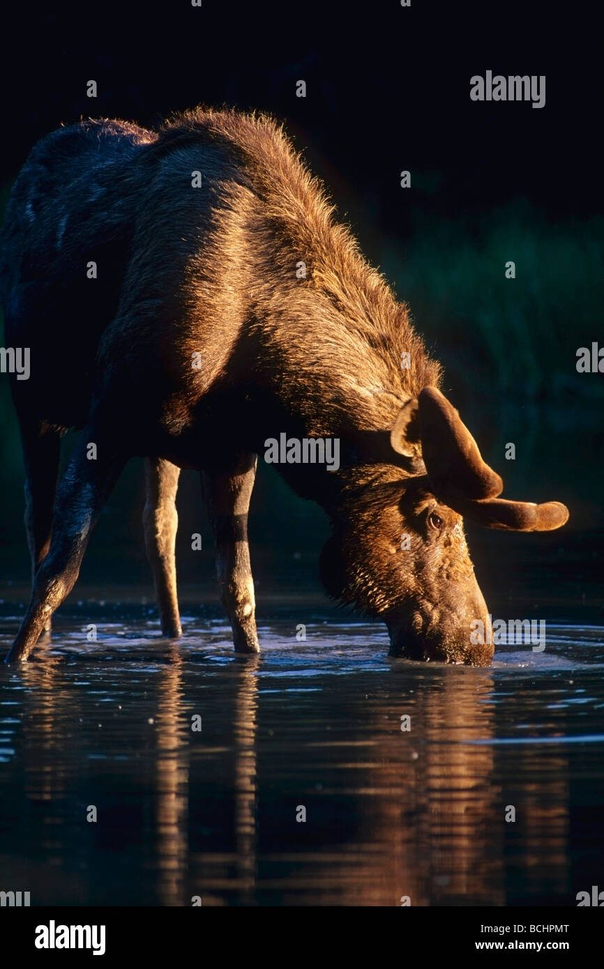 Moose Bull Eating in Pond Chugach State Park Southcentral Alaska Summer Stock Photo