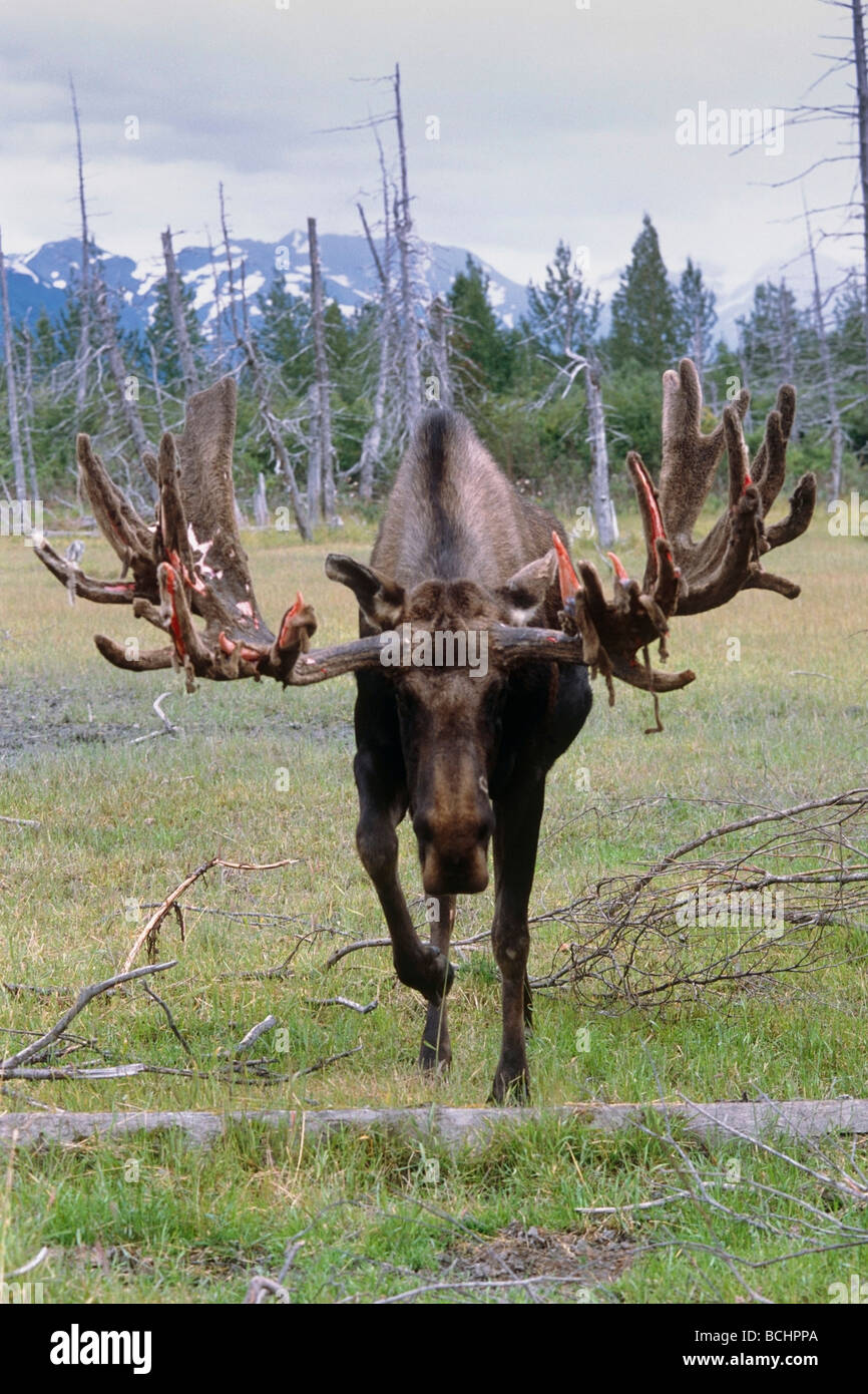 CAPTIVE: Bull moose at the Alaska Wildlife Conservation Center during ...
