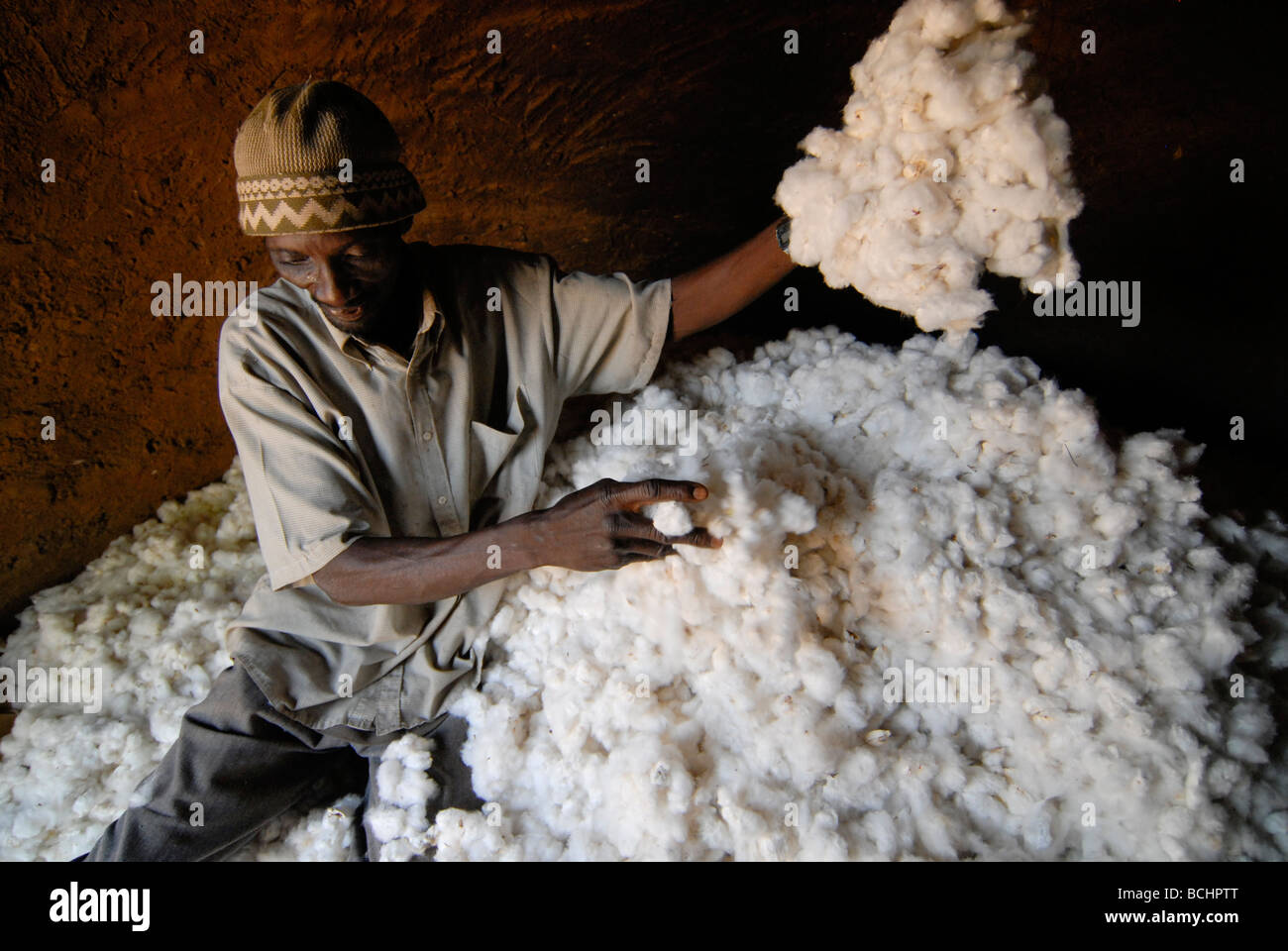 Westafrica, Mali, farmer with harvested organic and fairtrade cotton