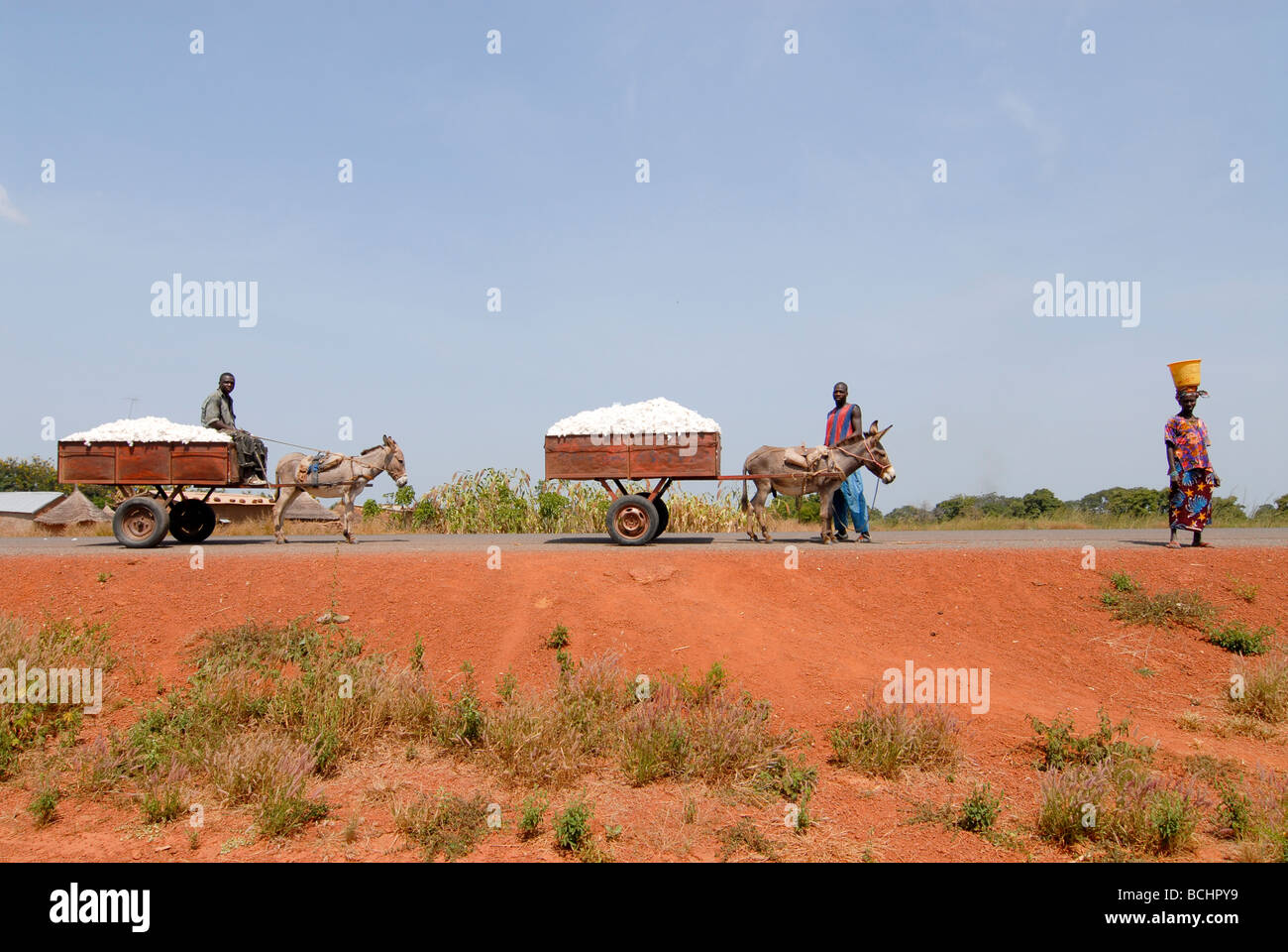 West-africa, Mali, farmer transport harvested organic and fairtrade cotton Stock Photo