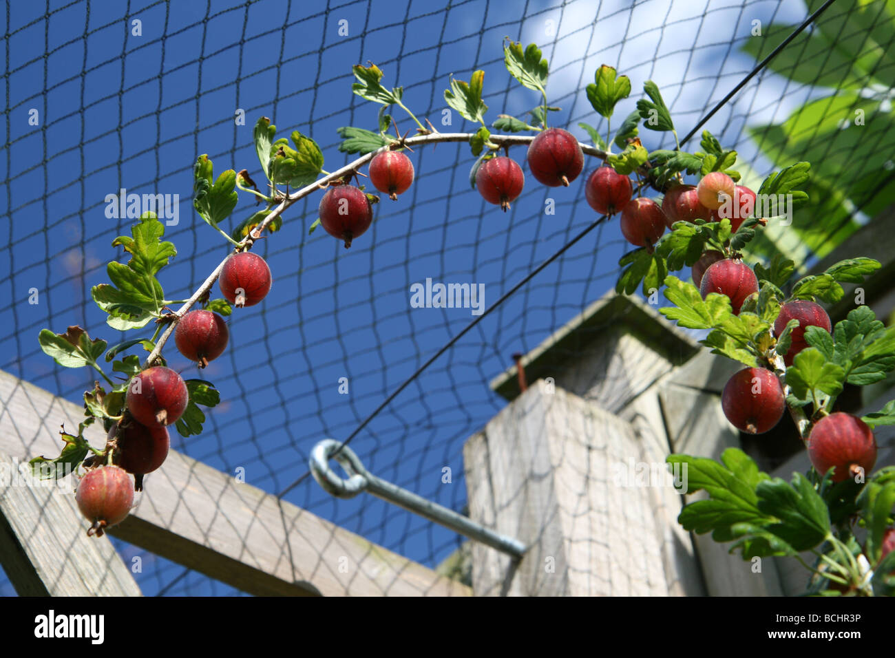 A laden branch of Whinham's Industry goosberries Stock Photo