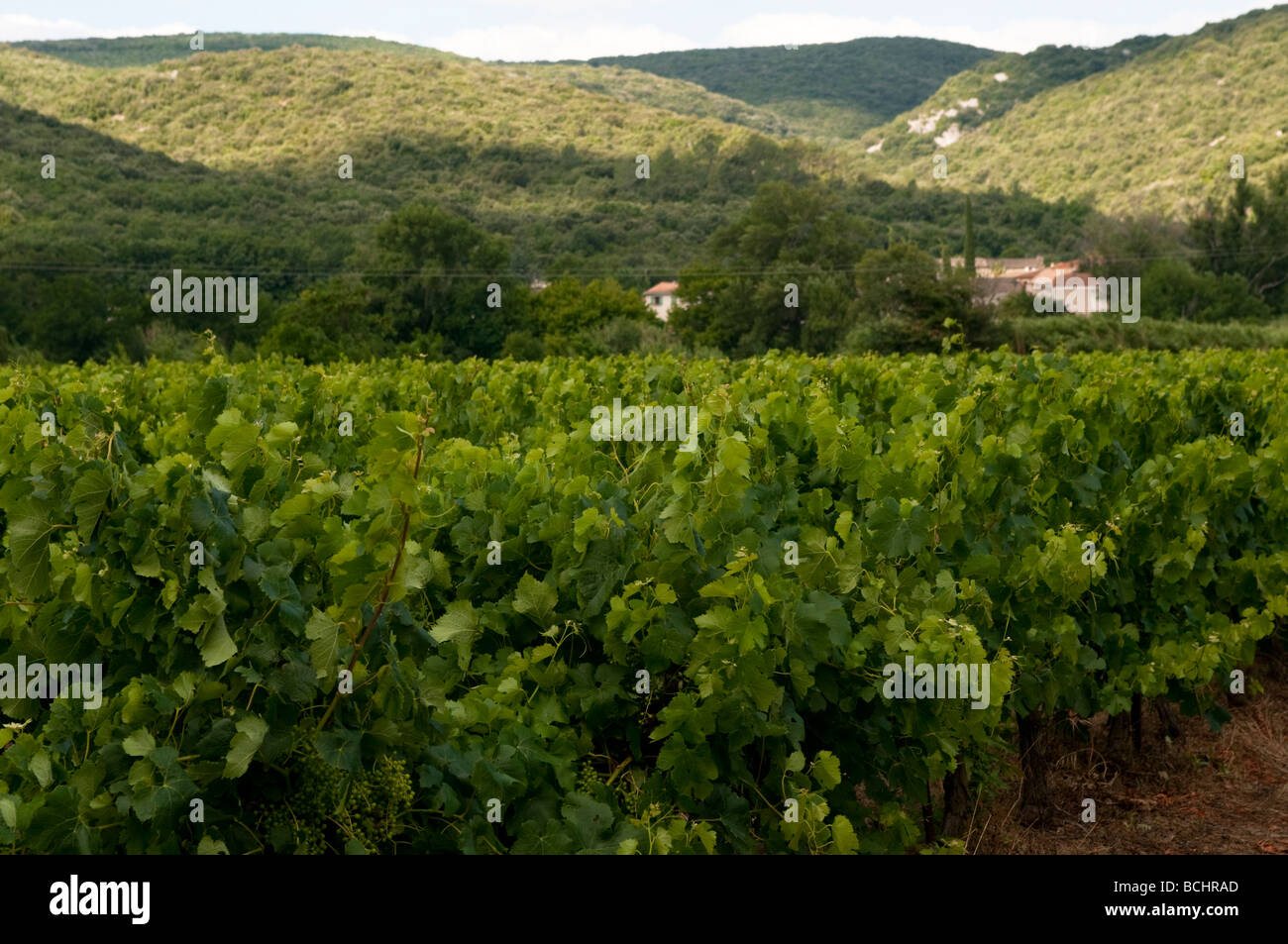Vineyard Languedoc France Stock Photo - Alamy