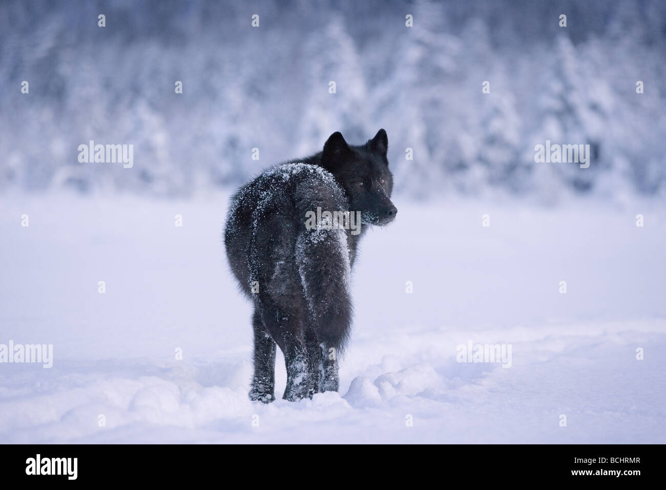 Archipelago Wolf in black color phase standing in snow Tongass National