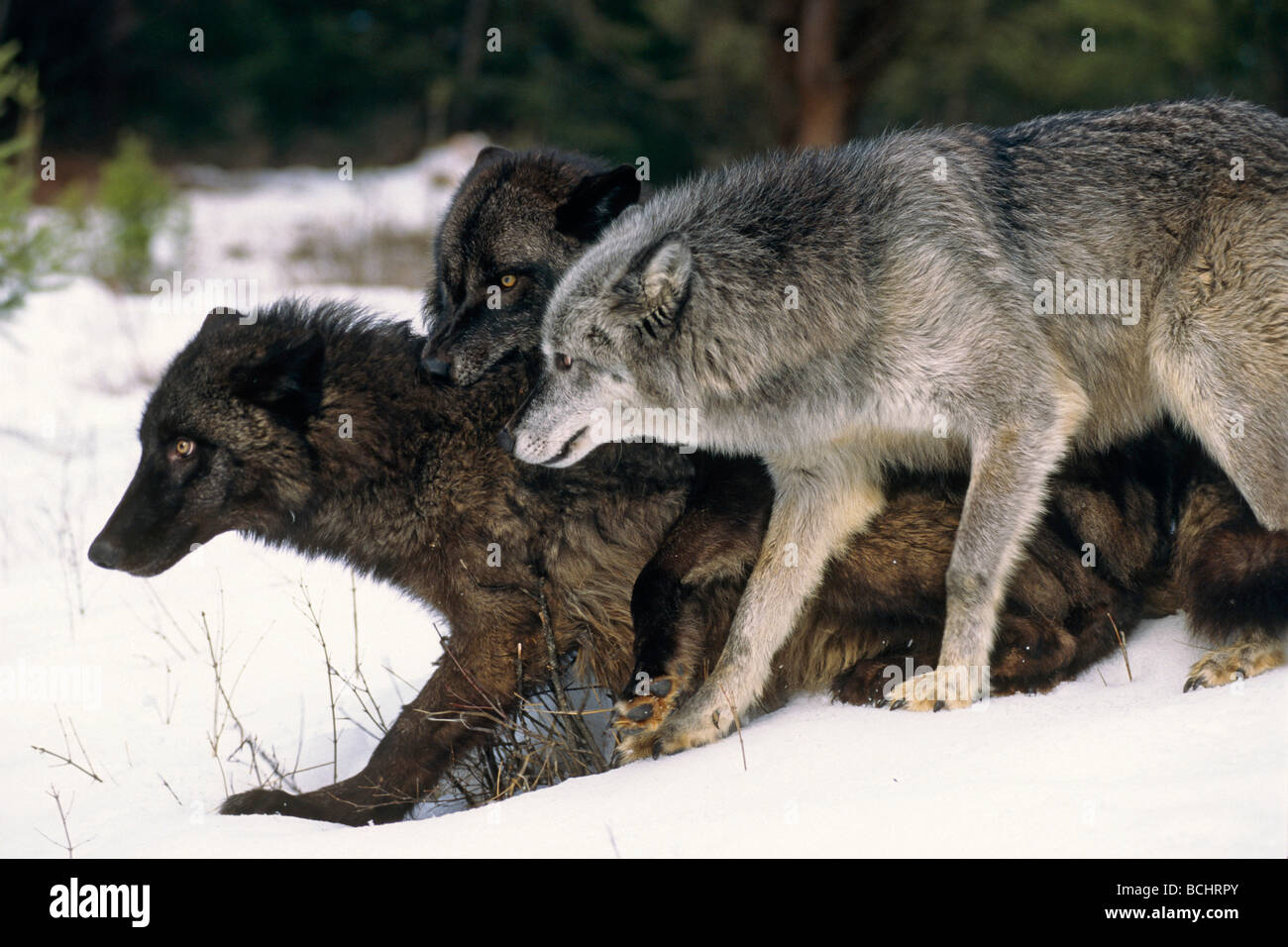 Captive Grey wolves playing winter portrait Stock Photo - Alamy