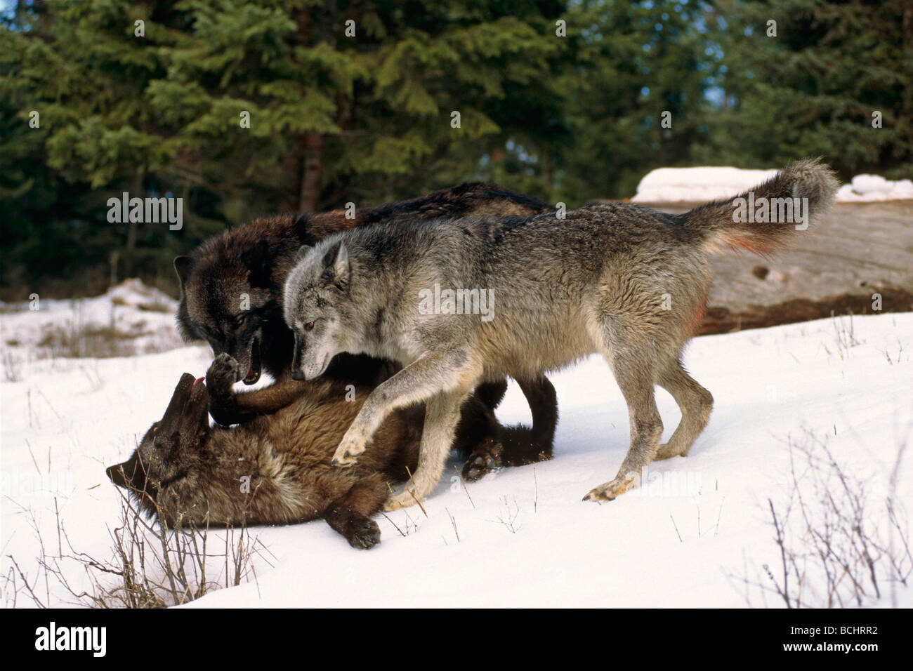 Wolves playing hi-res stock photography and images - Alamy