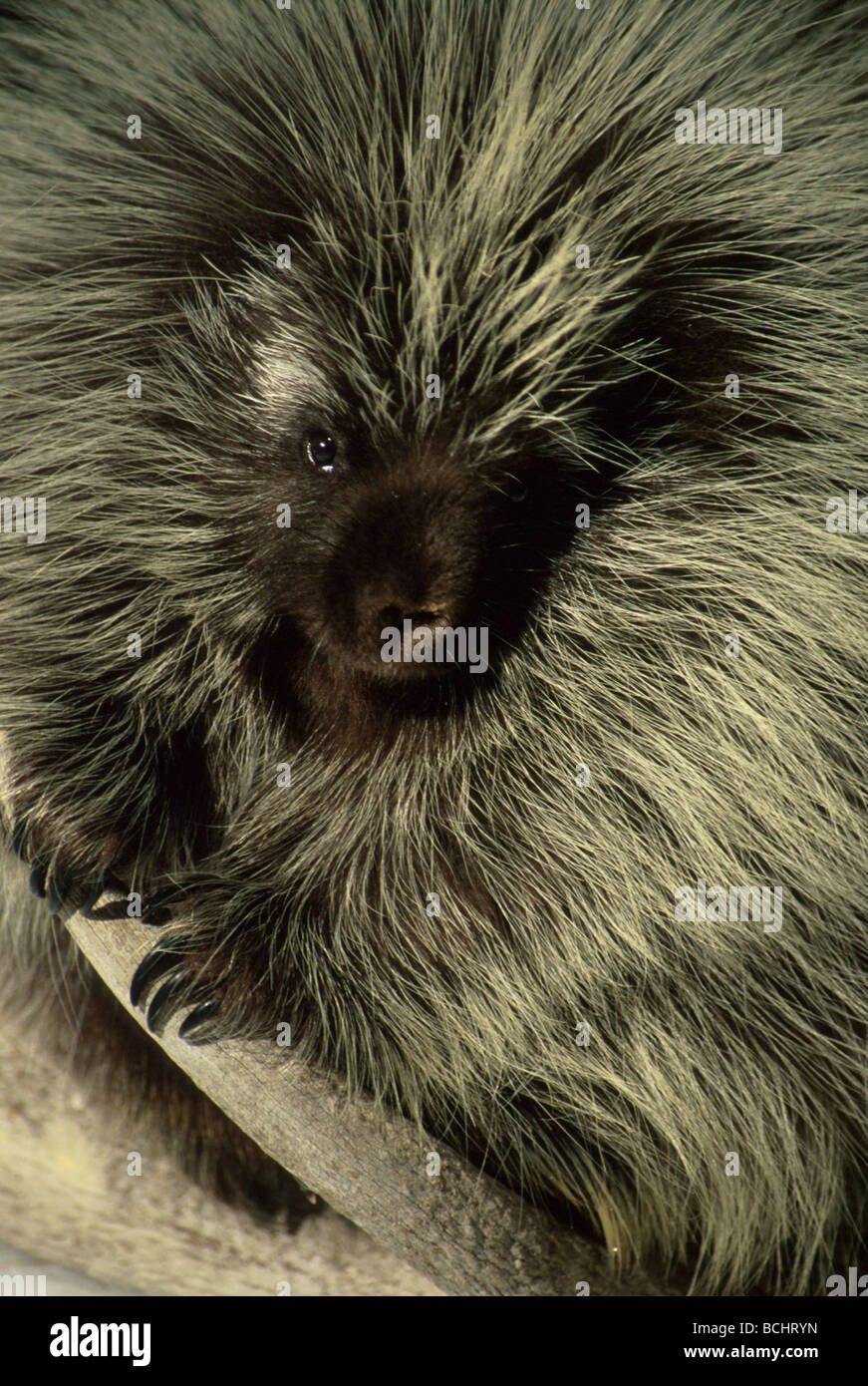Porcupine Wild Eyes Game Farm Kalispell MT captive winter Stock Photo