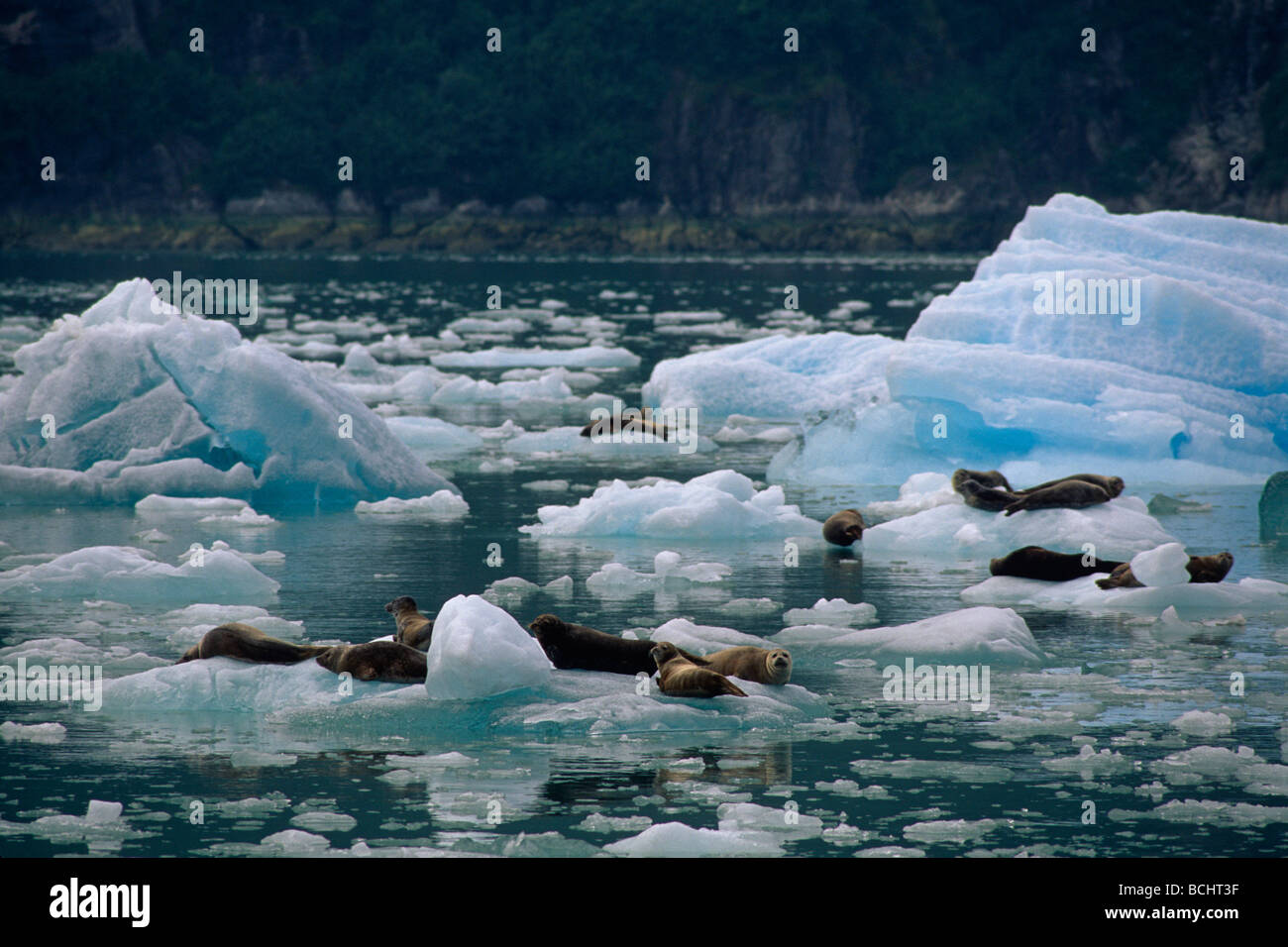 Harbor Seals on icebergs Tracy Arm Fjords SE AK summer scenic Stock Photo