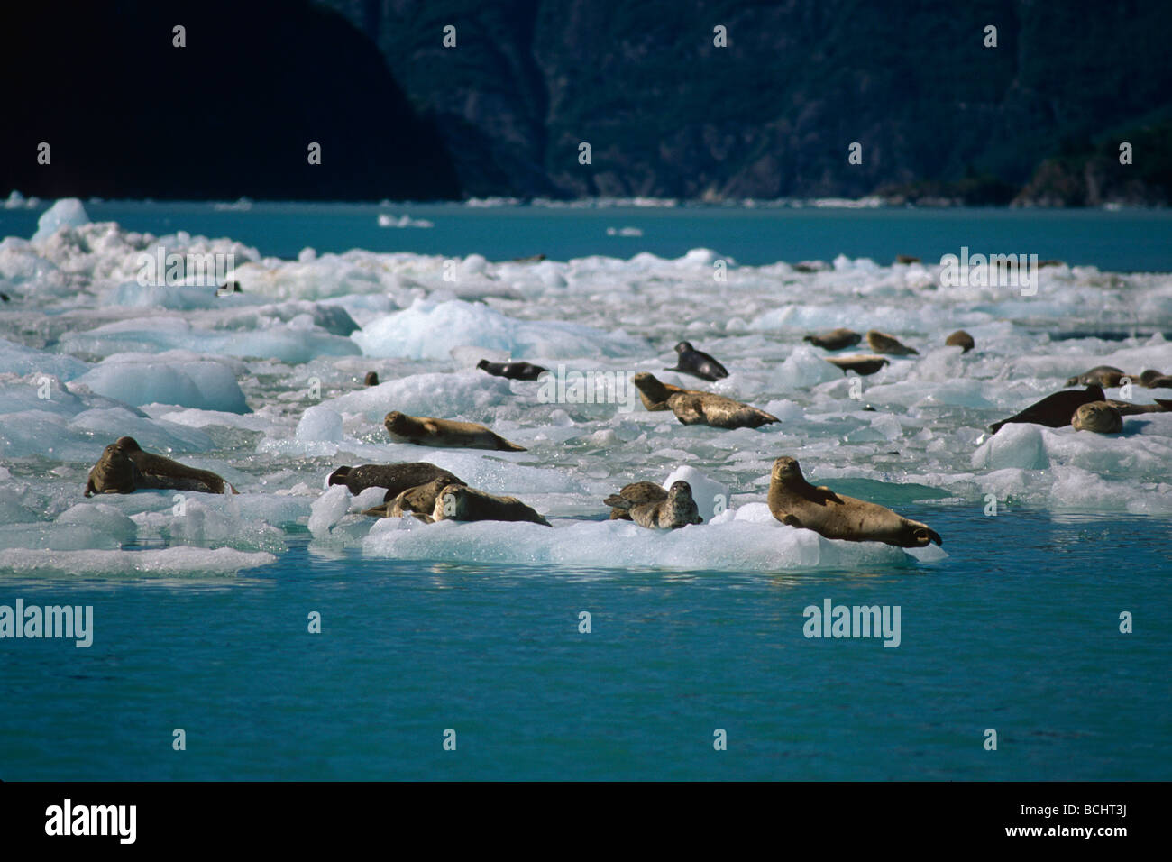 Harbor Seals on ice Tracy Arm Fords Terror Wilderness SE AK summer scenic Stock Photo