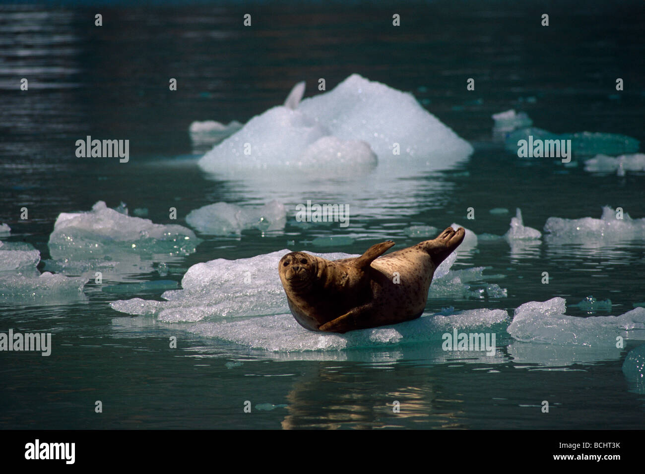 Harbor Seal on ice Tracy Arm Fords Terror Wilderness AK summer scenic SE Stock Photo