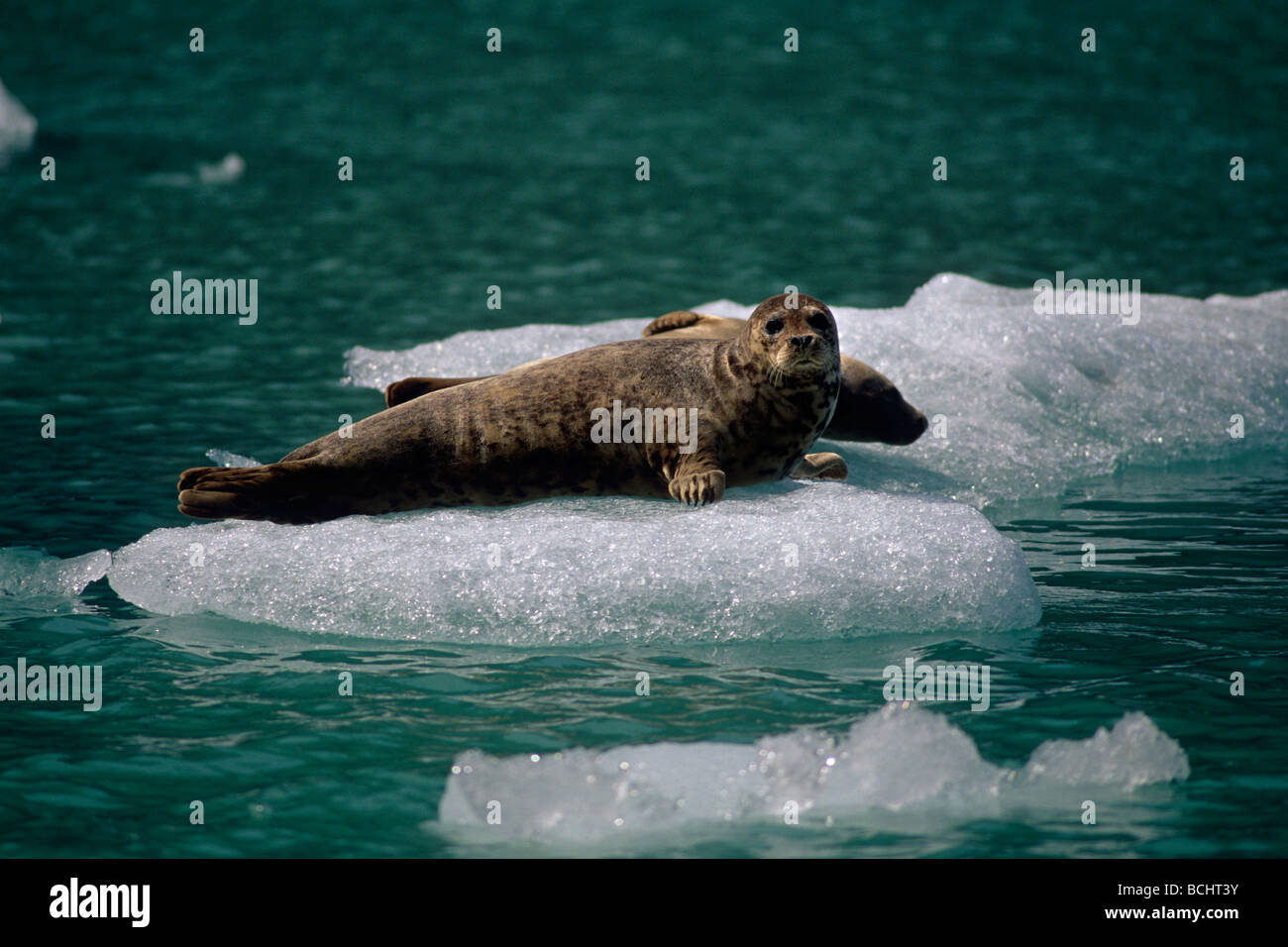 Harbor Seal on ice Tracy Arm Fords Terror Wilderness AK summer scenic SE Stock Photo