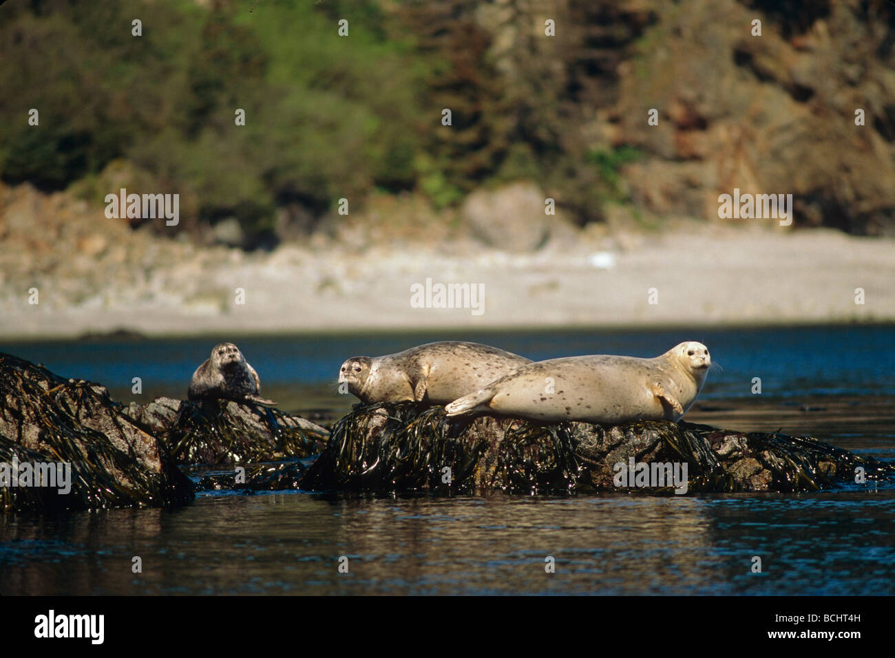 Harbor Seal Laying on Rocks Cross Sound Southeast Alaska Stock Photo
