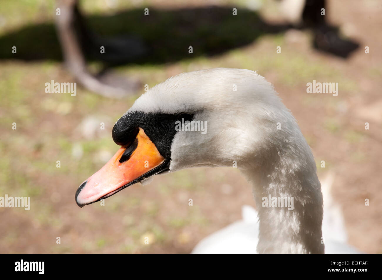 close up of a swan s head and neck Stock Photo