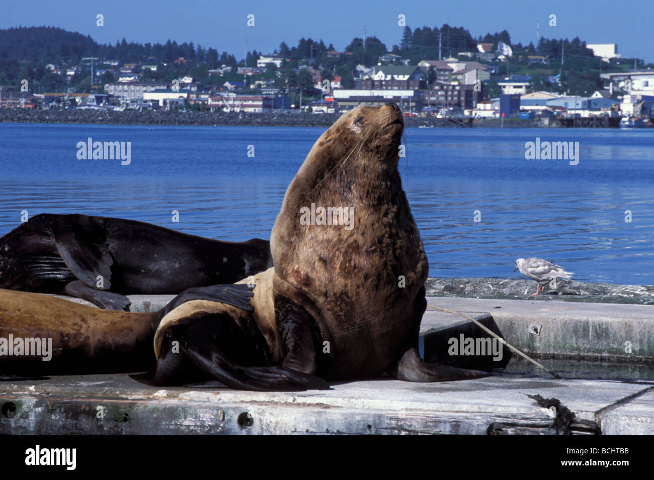 Steller Sea Lions sunning on a dock at the Kodiak harbor. Summer in Southwest Alaska Stock Photo