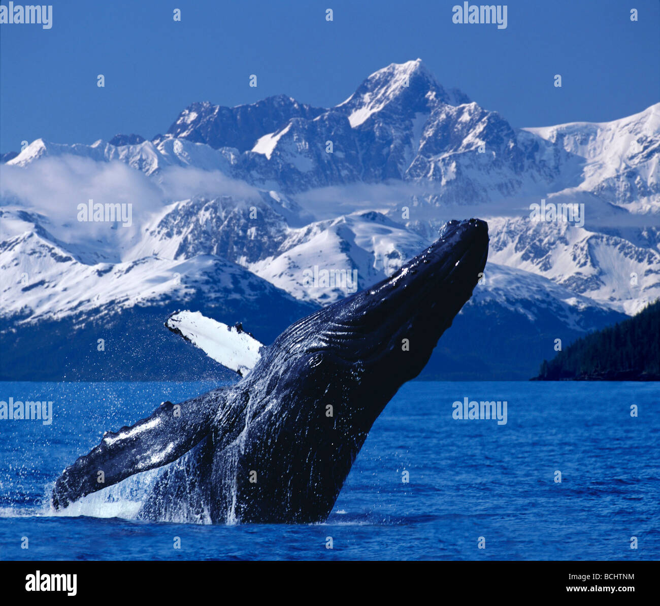 Humpback Whale Breaching PWS Composite SC AK Stock Photo