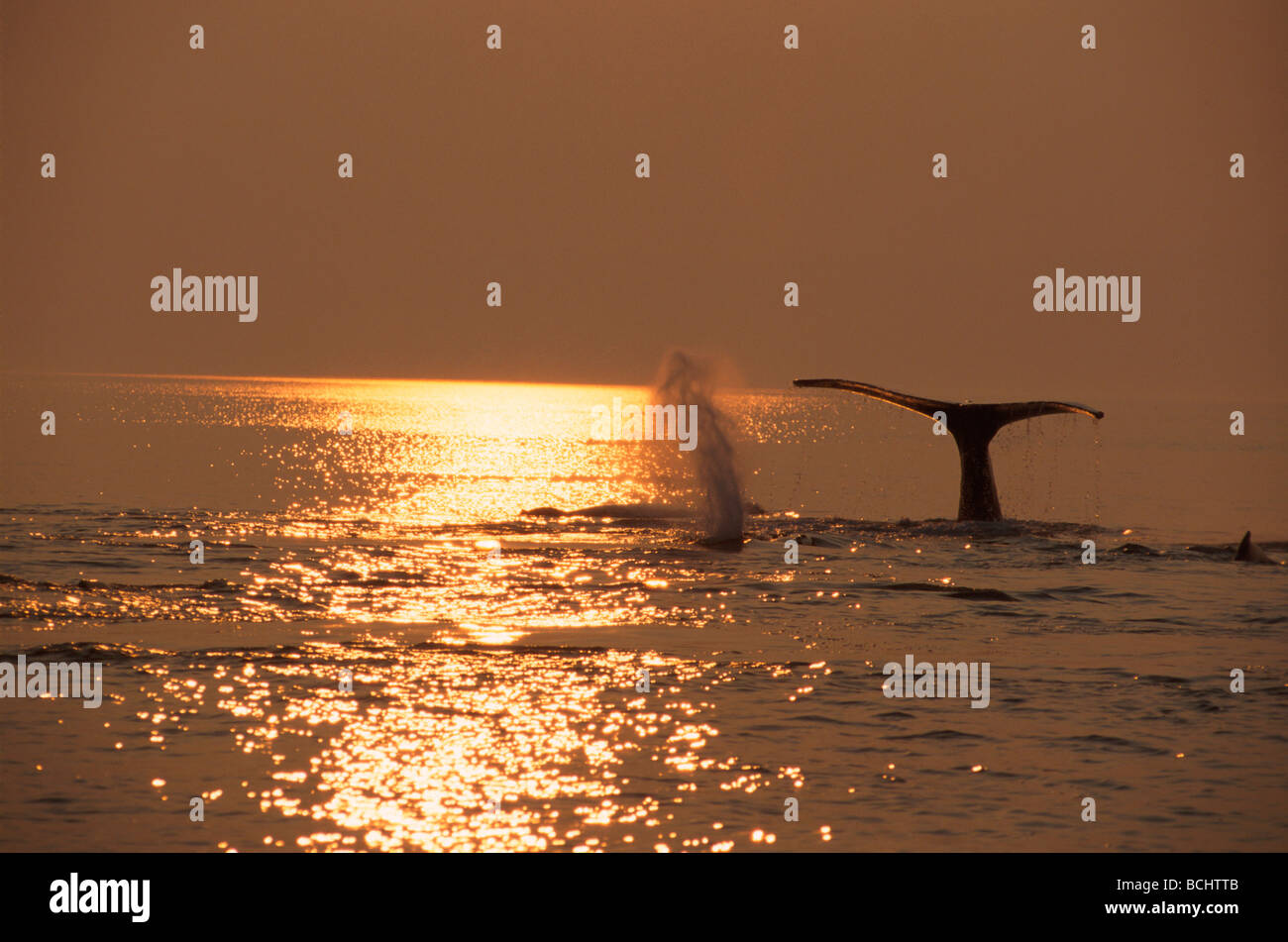 Whale Tale Silhouette High Resolution Stock Photography And Images Alamy