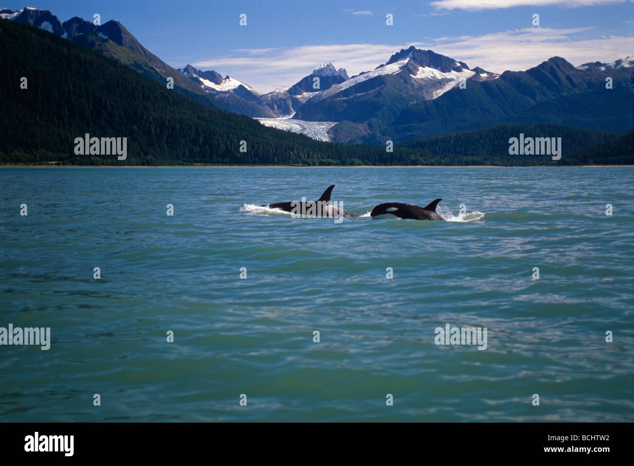 Lynn Canal Killer Whale Hi res Stock Photography And Images Alamy lynn-canal-killer-whale-hi-res-stock-photography-and-images-alamy