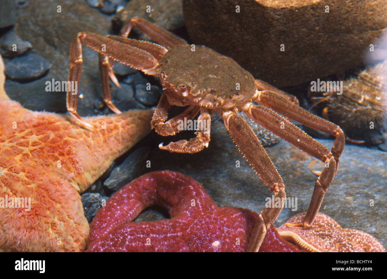 Snow Crab & Sea Stars @ Kodiak Fishery Research Facility Stock Photo