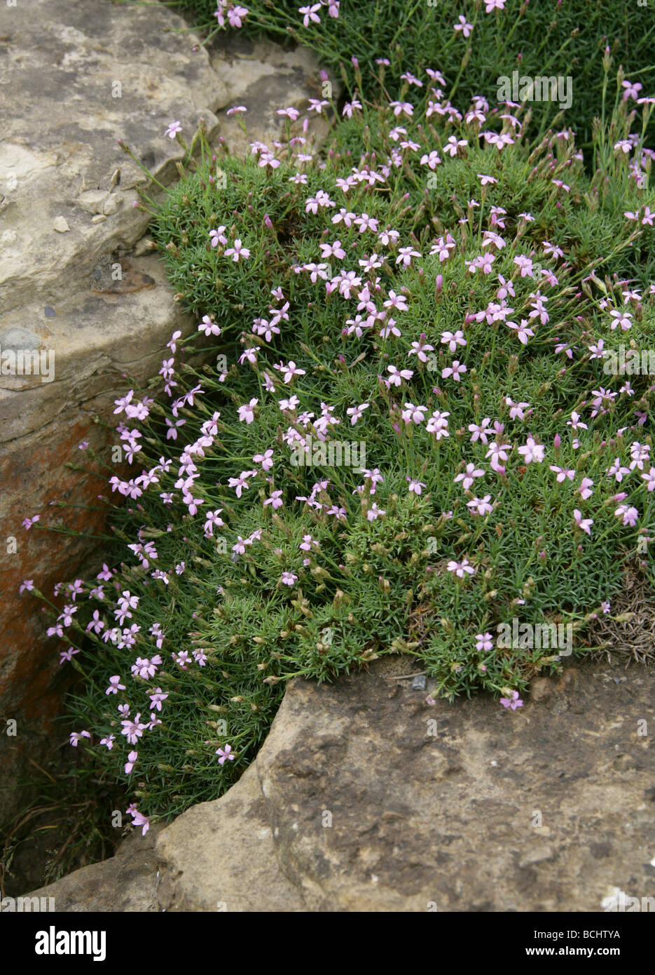 An Alpine Pink, Dianthus anatolicus var alpinus, Caryophyllaceae. Turkey Stock Photo