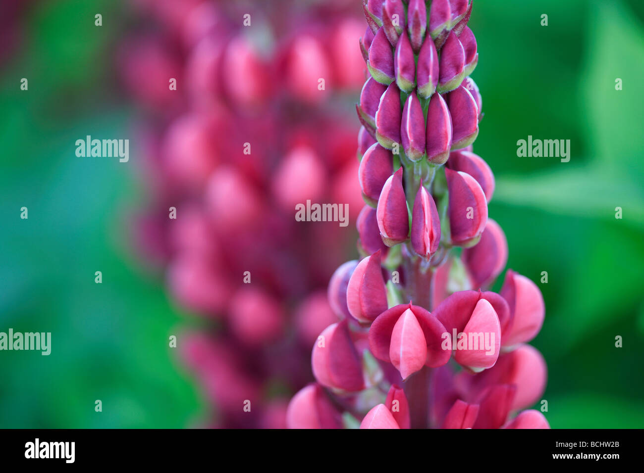 Lupins  photographed in Ireland  in May Stock Photo
