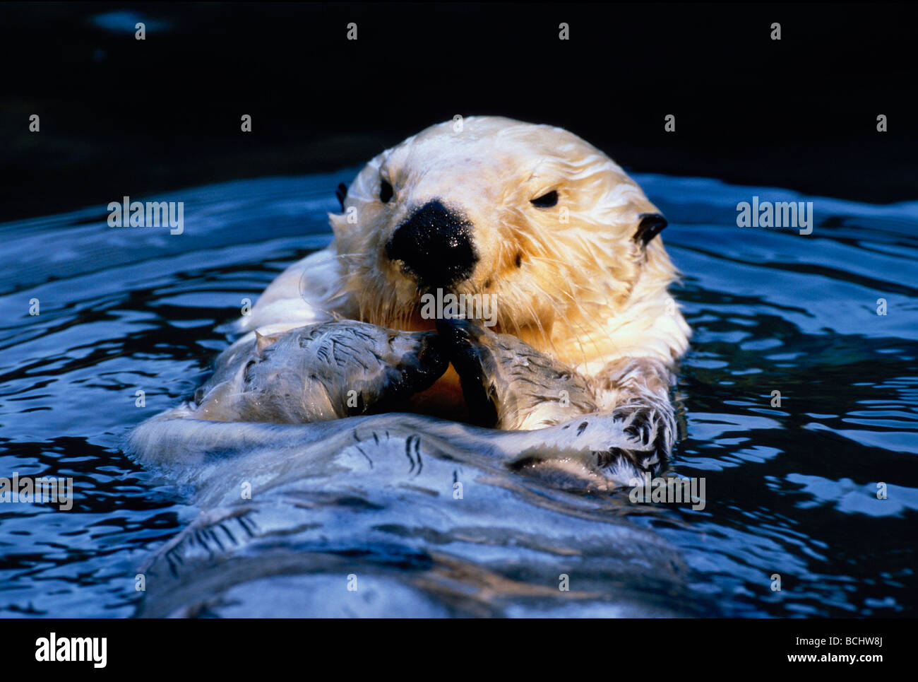 Close up of Sea Otter Tacoma Zoo Captive Washington Stock Photo - Alamy