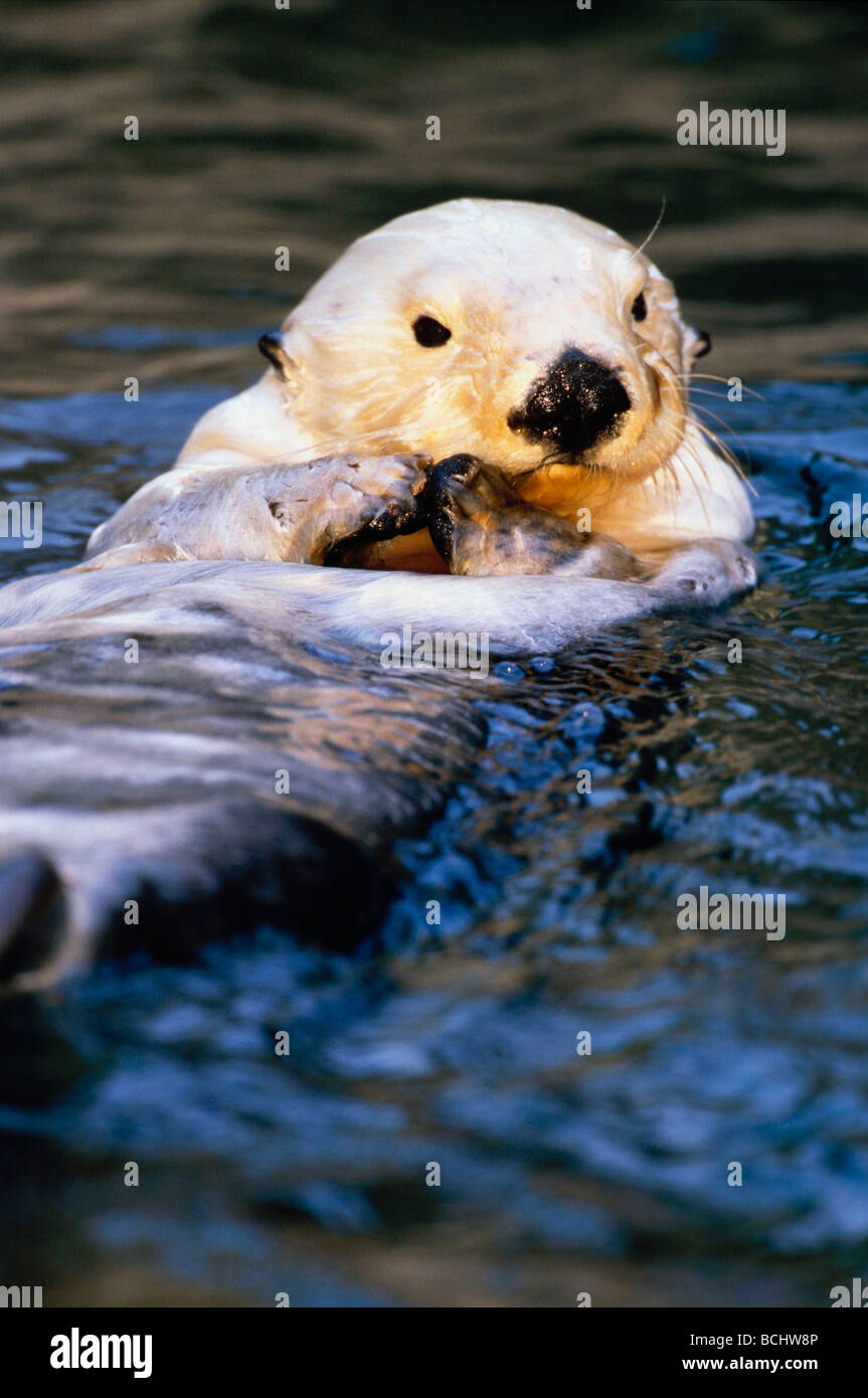 Close up of Sea Otter Tacoma Zoo Captive Washington Stock Photo - Alamy