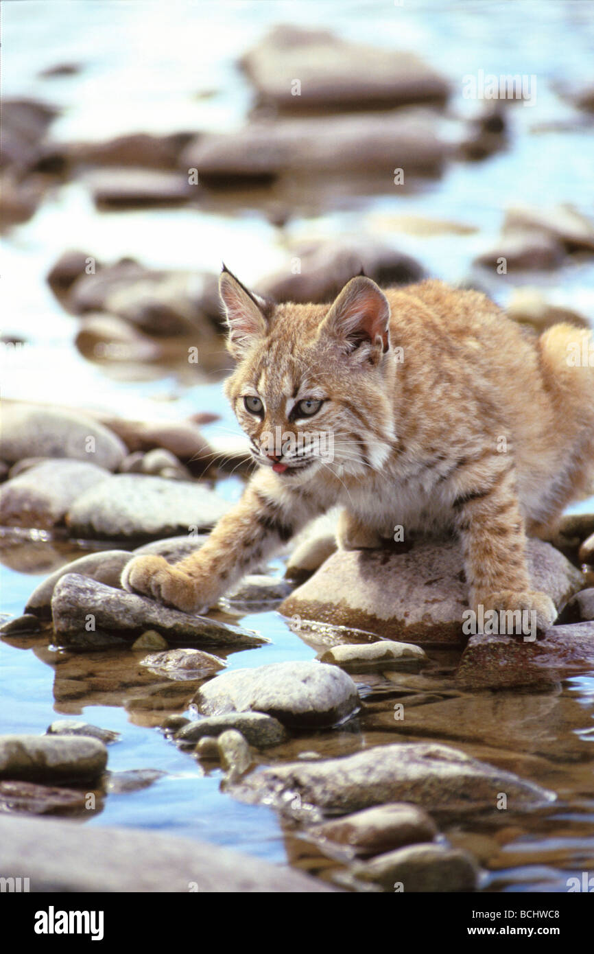 Bobcat near Stream Wild Eyes Game Farm Kalispell MT captive summer